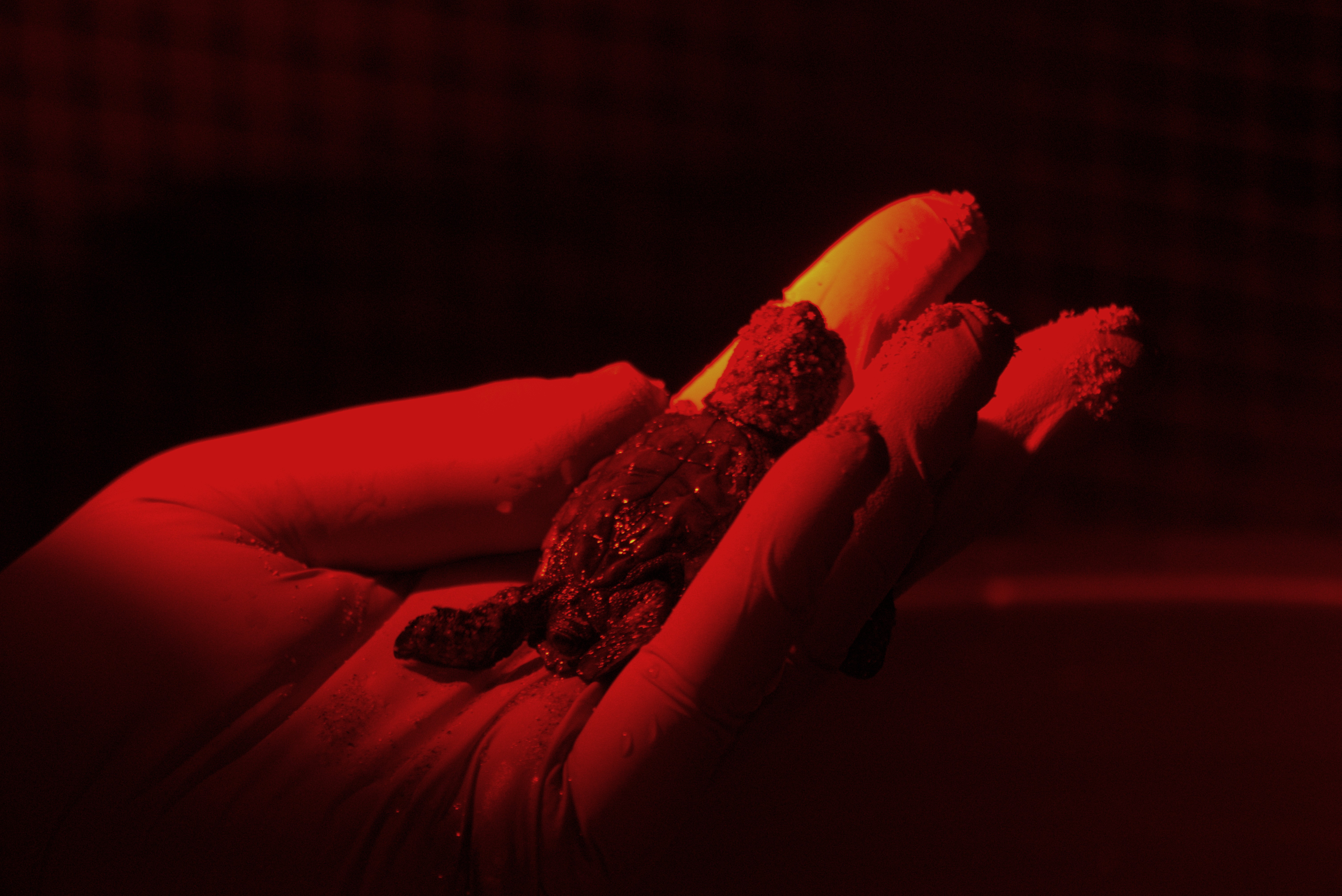 Marine conservation team documenting a Caretta caretta sea turtle