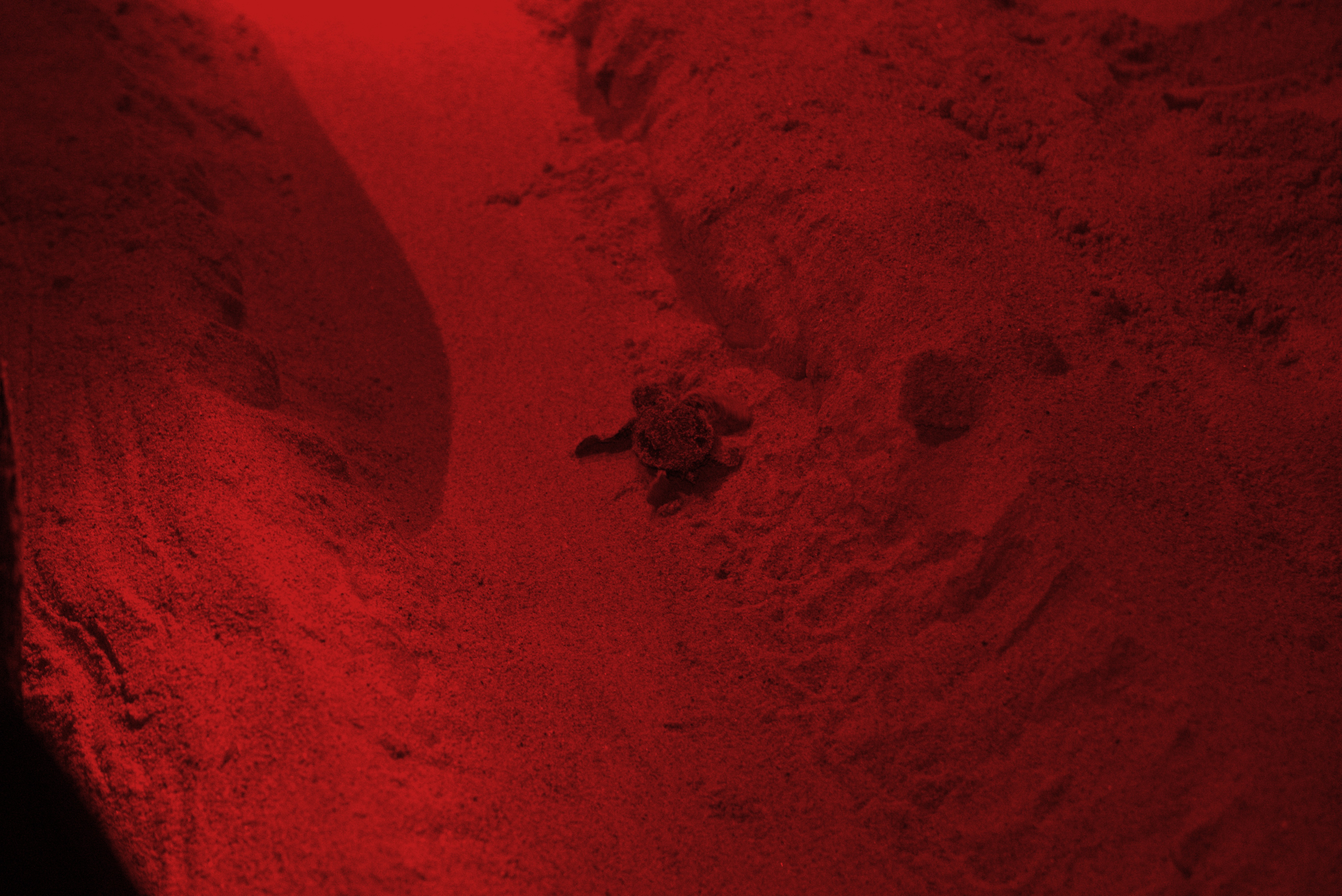 First hatchling reaching the Sea at dawn